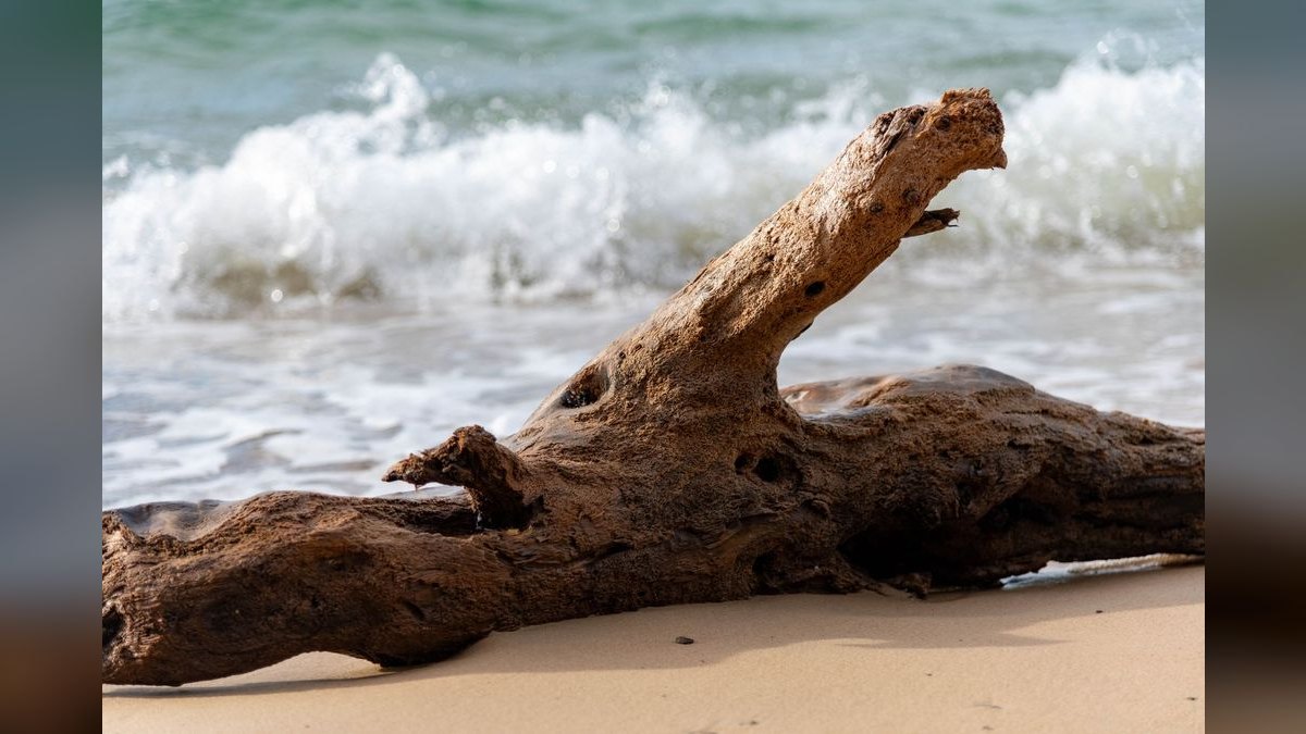 Top 10 driftwood for aquariums 2027 — figure 6