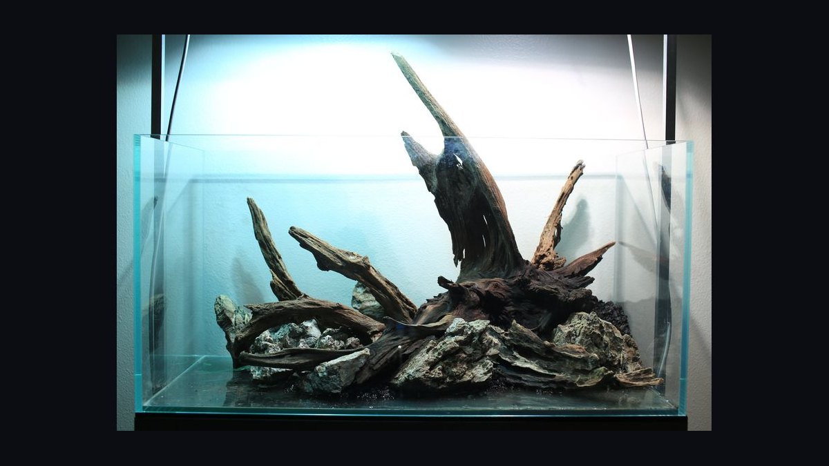 Top 10 driftwood for aquariums 2027