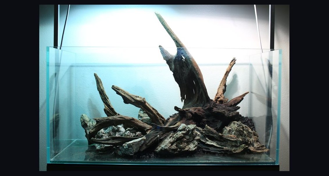 Top 10 driftwood for aquariums 2027