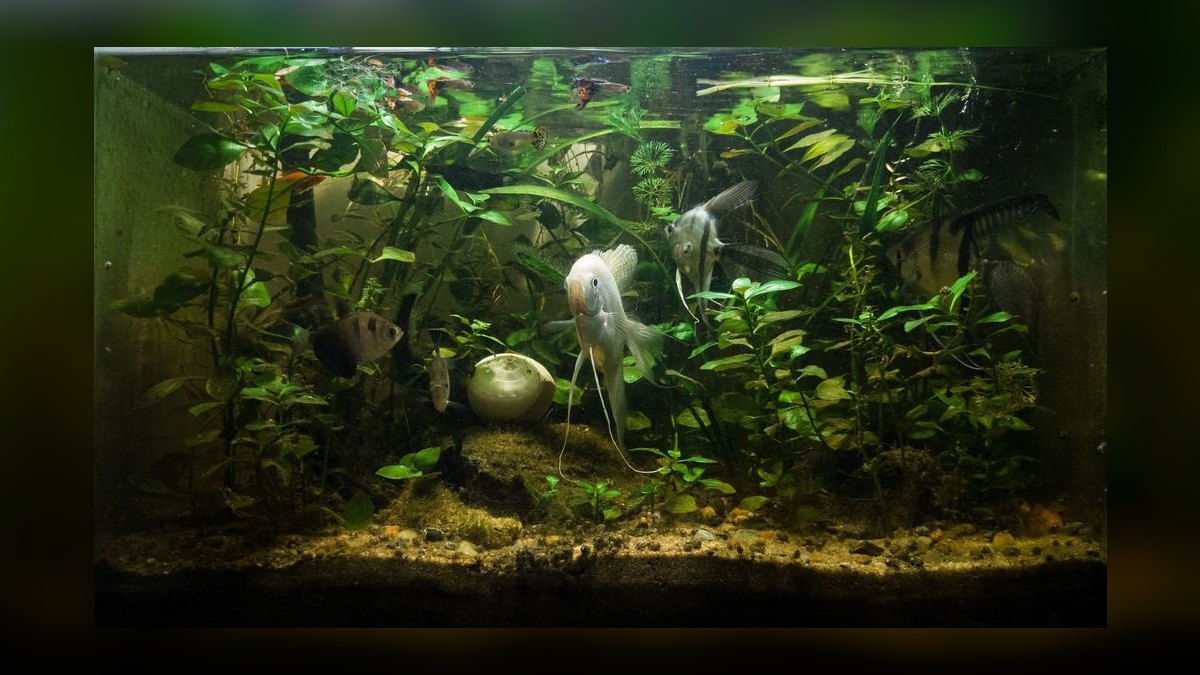 Top 10 best aquarium nets 2027 — figure 2