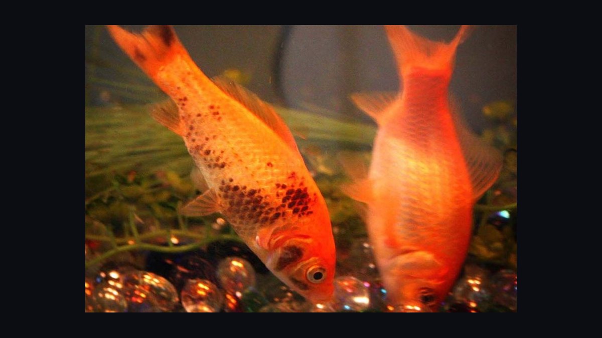 Top 10 common fish diseases 2027 — figure 10