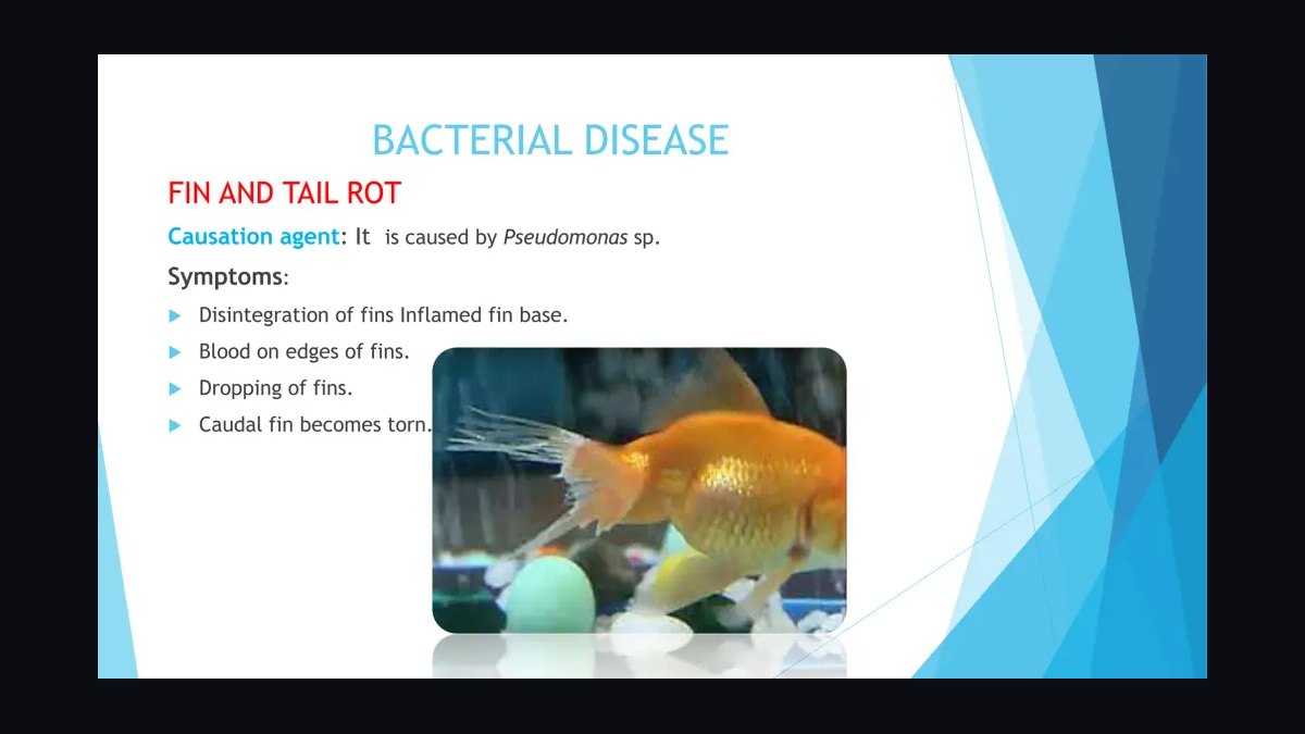 Top 10 common fish diseases 2027 — figure 2