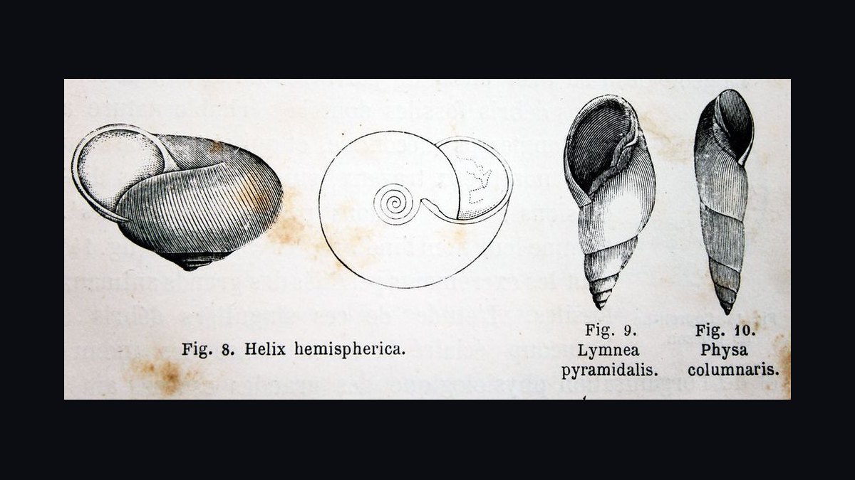 Top 10 common fish diseases 2027 — figure 4