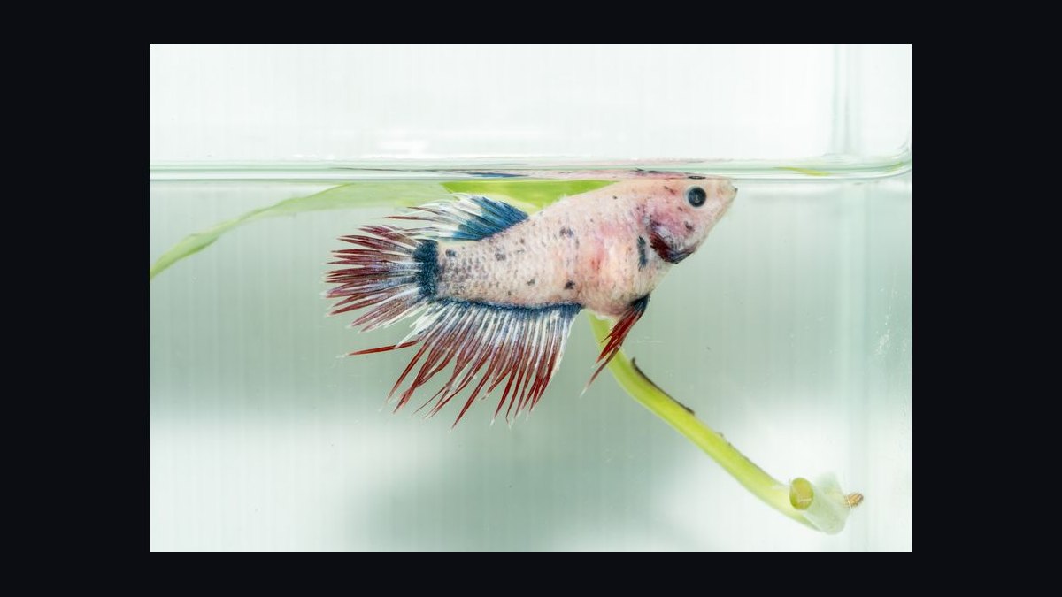 Top 10 common fish diseases 2027 — figure 5