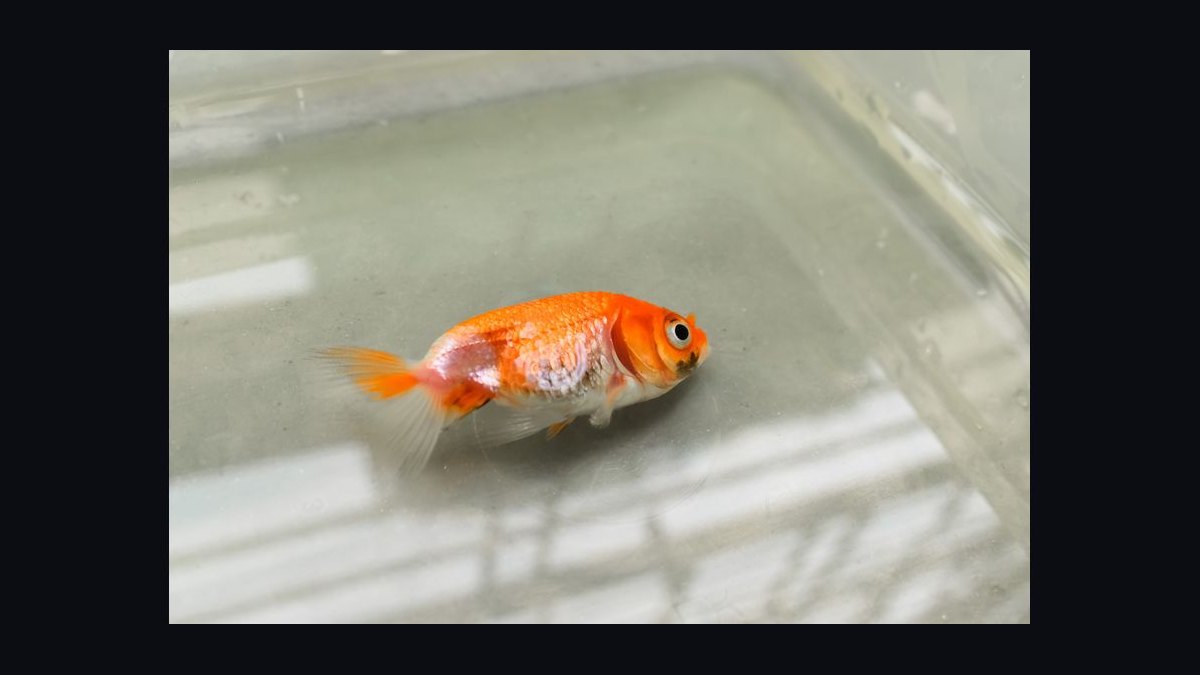 Top 10 common fish diseases 2027 — figure 6
