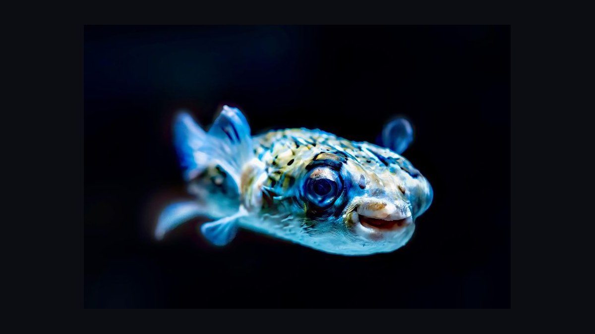 Top 10 common fish diseases 2027 — figure 8