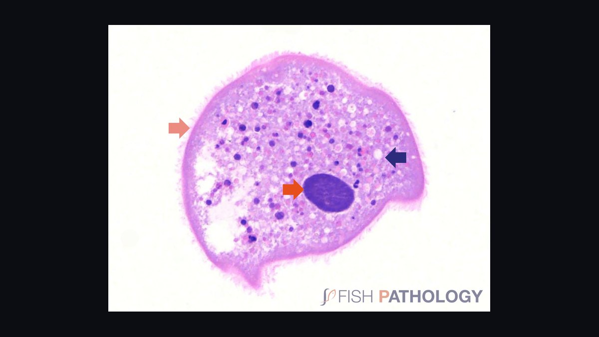 Top 10 common fish diseases 2027
