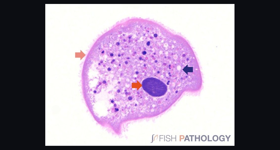 Top 10 common fish diseases 2027