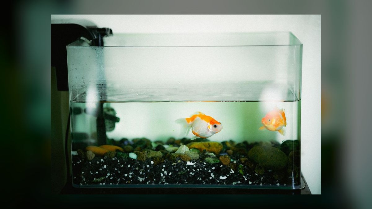 Top 10 aquarium maintenance tips 2027 — figure 1