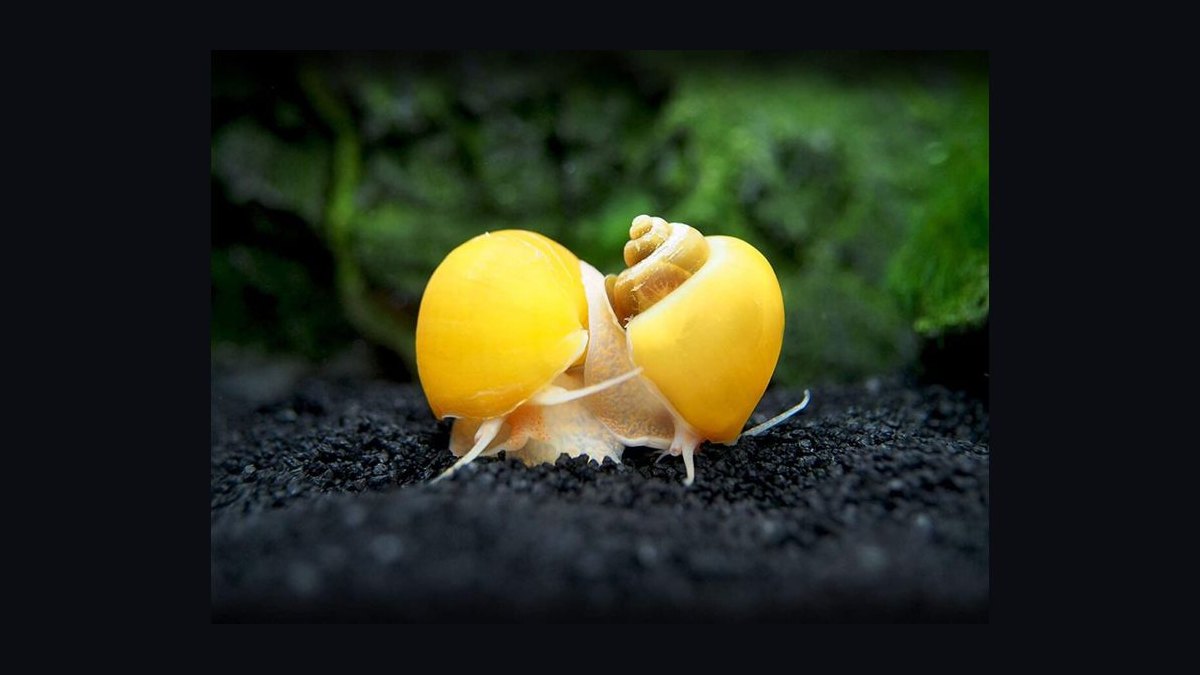 Top 10 best aquarium snail varieties 2027 — figure 10