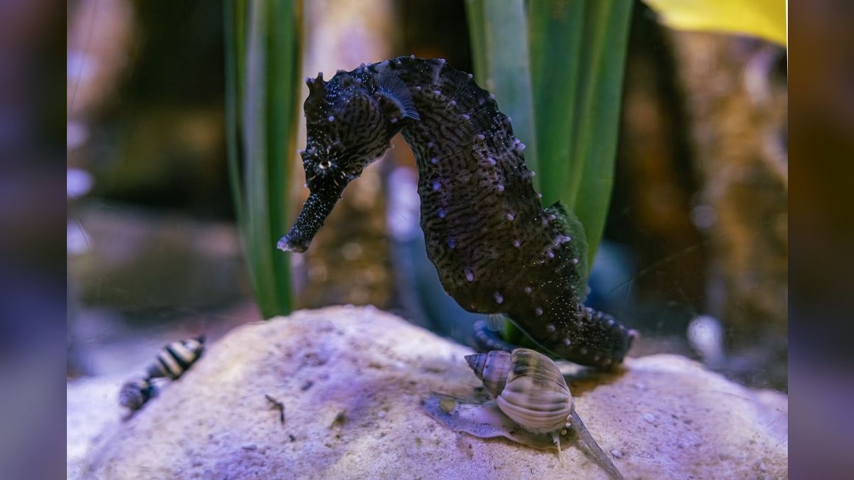 Top 10 best aquarium snail varieties 2027 — figure 2