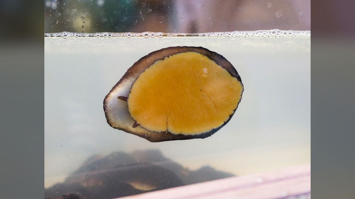 Top 10 best aquarium snail varieties 2027 — figure 3