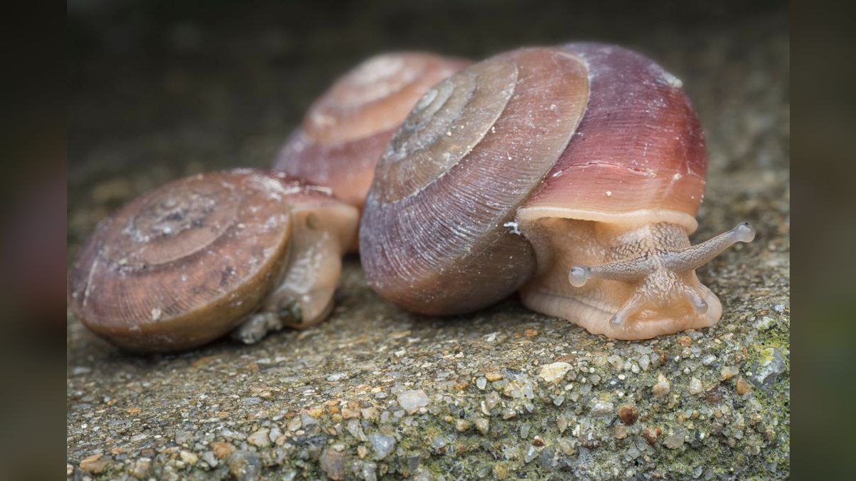 Top 10 best aquarium snail varieties 2027 — figure 5