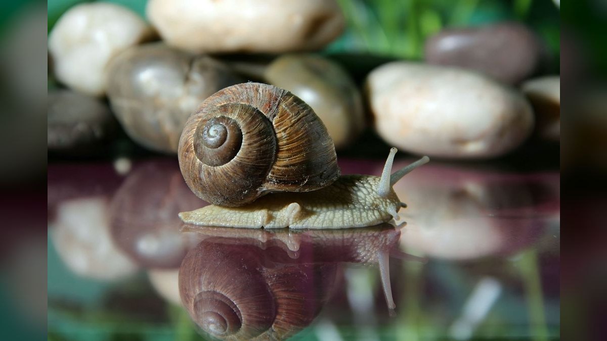 Top 10 best aquarium snail varieties 2027 — figure 6