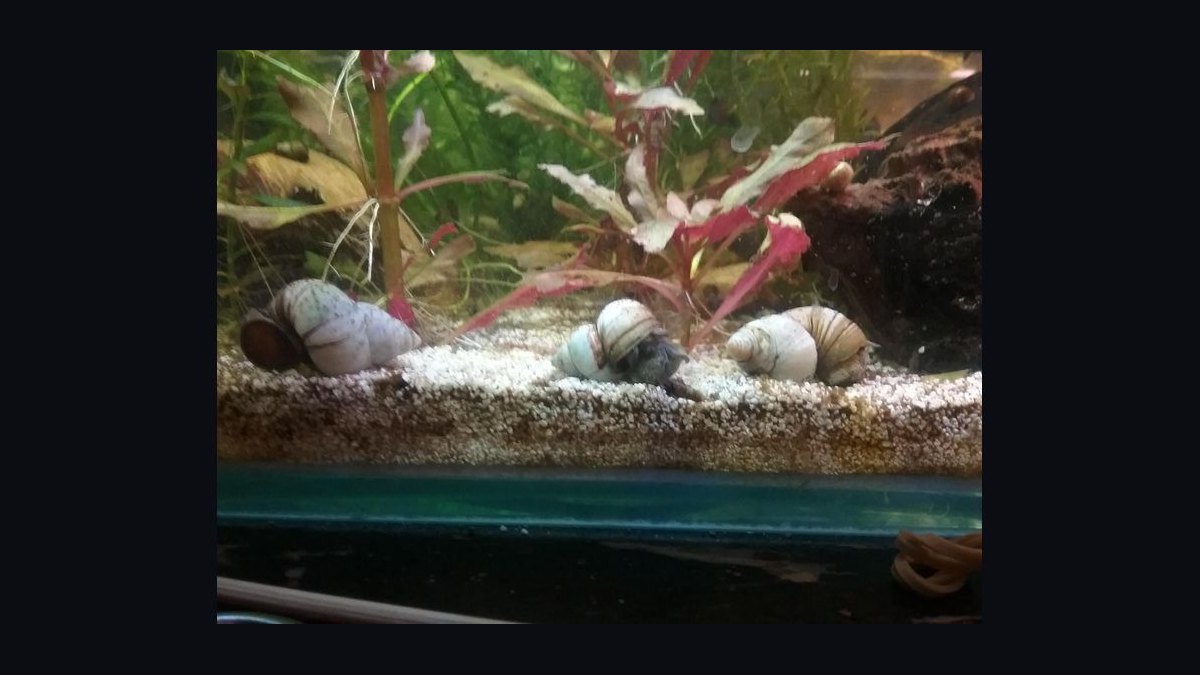 Top 10 best aquarium snail varieties 2027 — figure 7