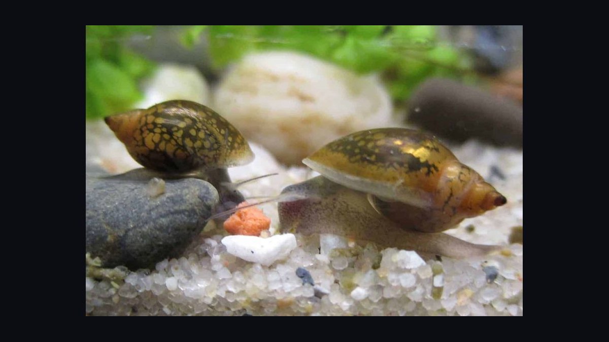 Top 10 best aquarium snail varieties 2027 — figure 8