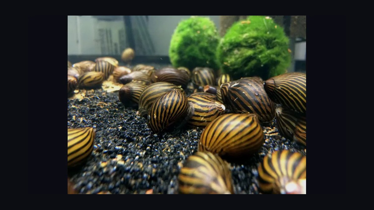 Top 10 best aquarium snail varieties 2027
