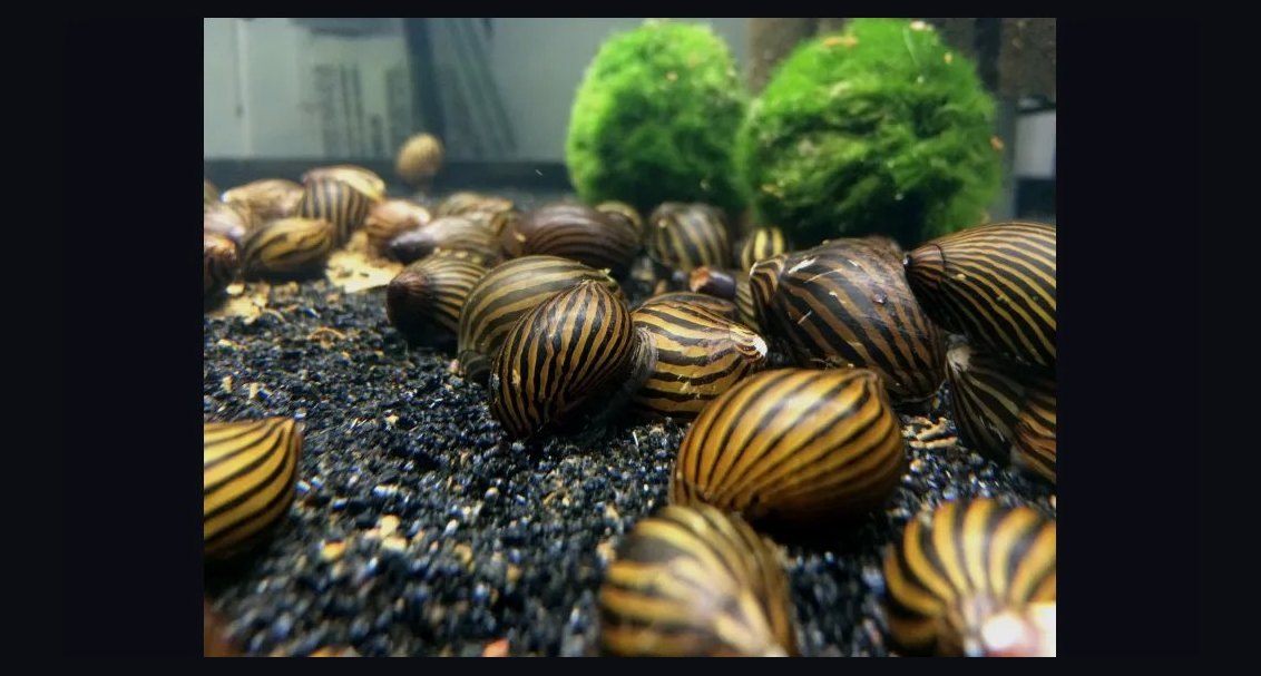 Top 10 best aquarium snail varieties 2027