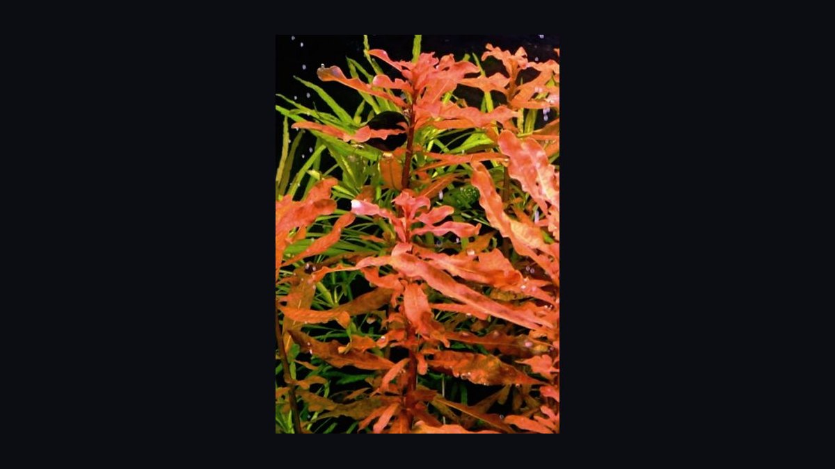 Top 10 red aquarium plants 2027 — figure 10