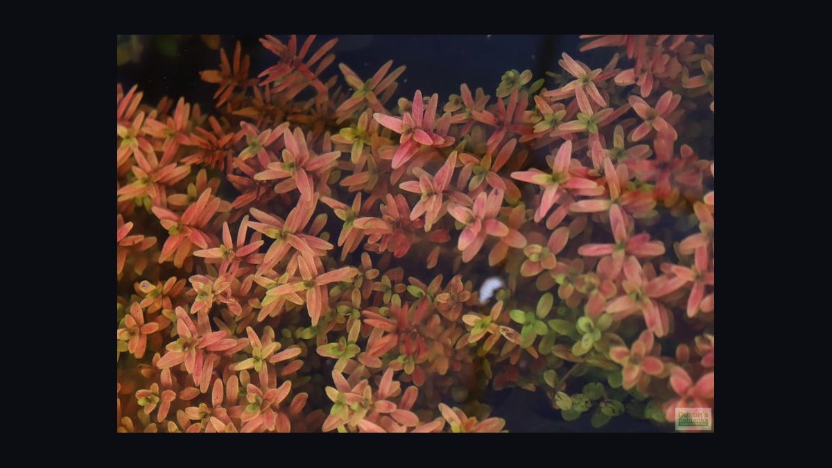 Top 10 red aquarium plants 2027 — figure 2
