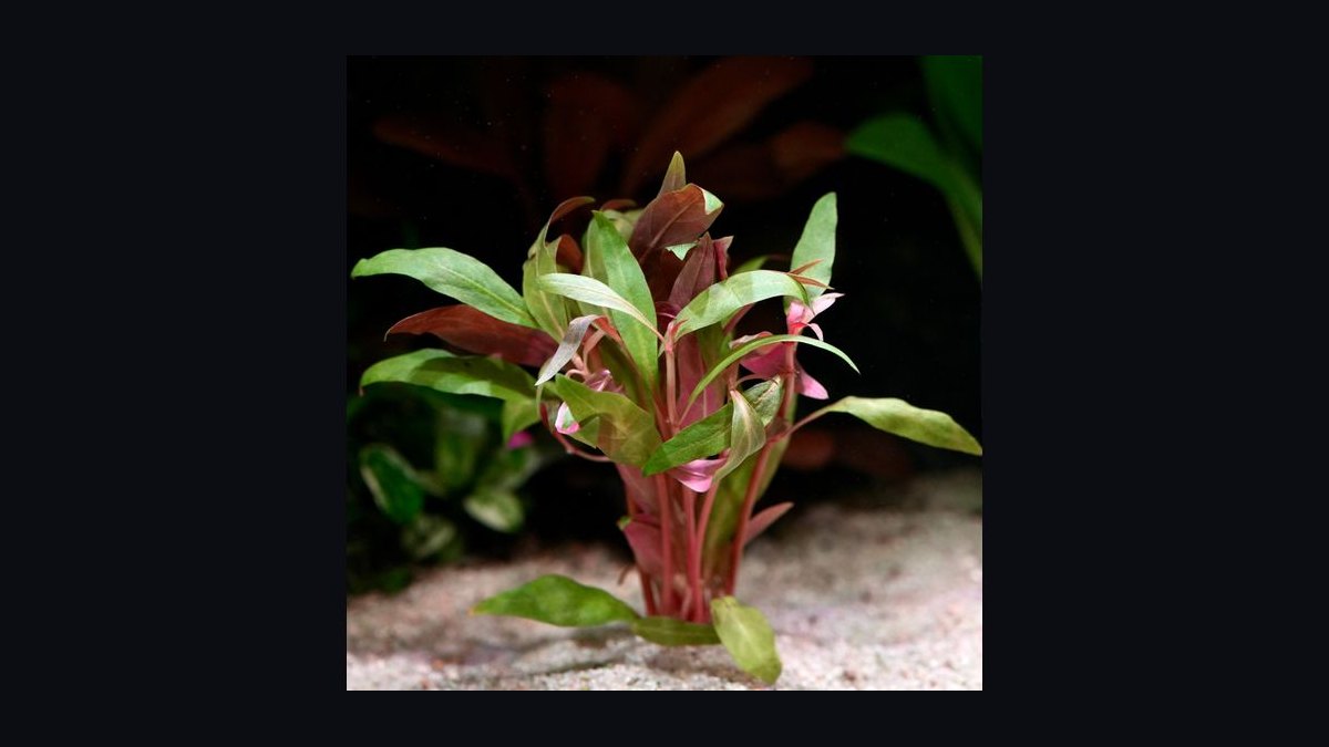 Top 10 red aquarium plants 2027 — figure 3