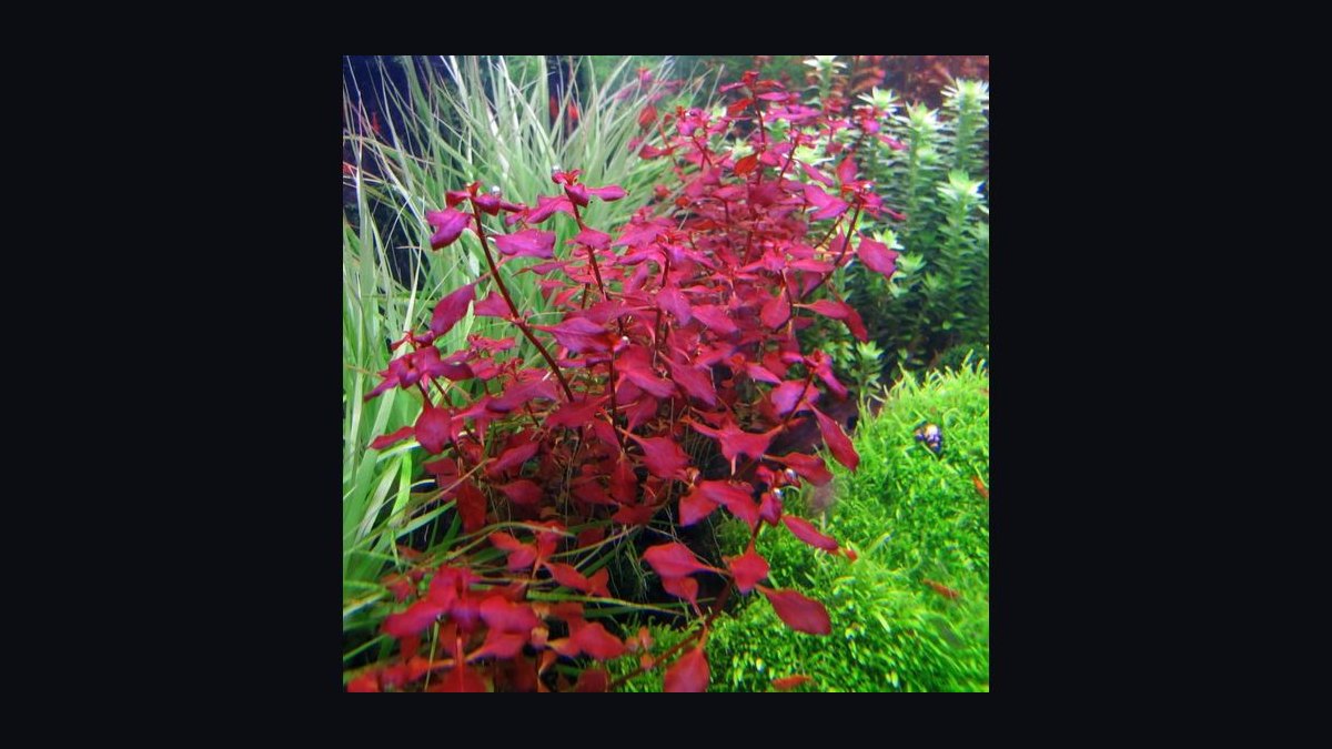 Top 10 red aquarium plants 2027 — figure 4