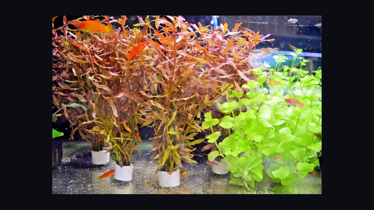 Top 10 red aquarium plants 2027 — figure 5