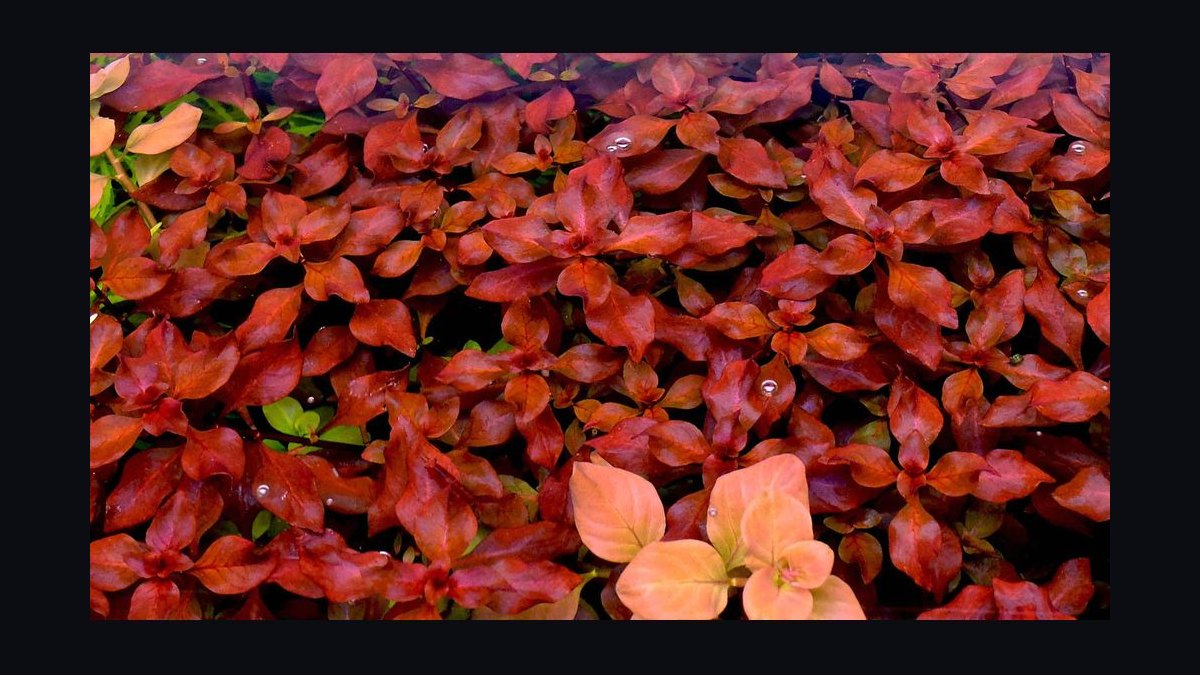 Top 10 red aquarium plants 2027 — figure 6