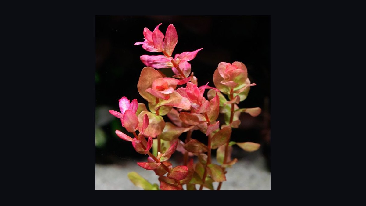 Top 10 red aquarium plants 2027 — figure 7