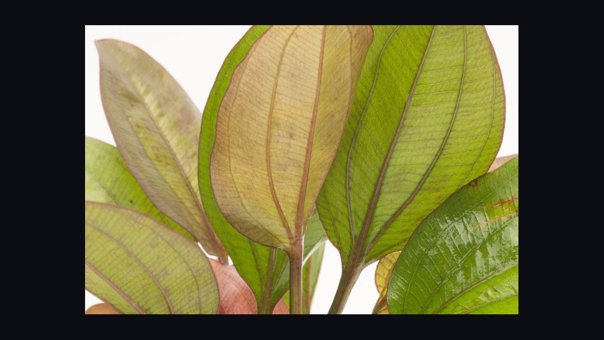 Top 10 red aquarium plants 2027 — figure 8