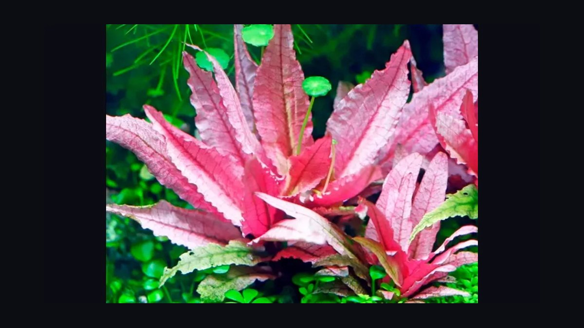 Top 10 red aquarium plants 2027 — figure 9