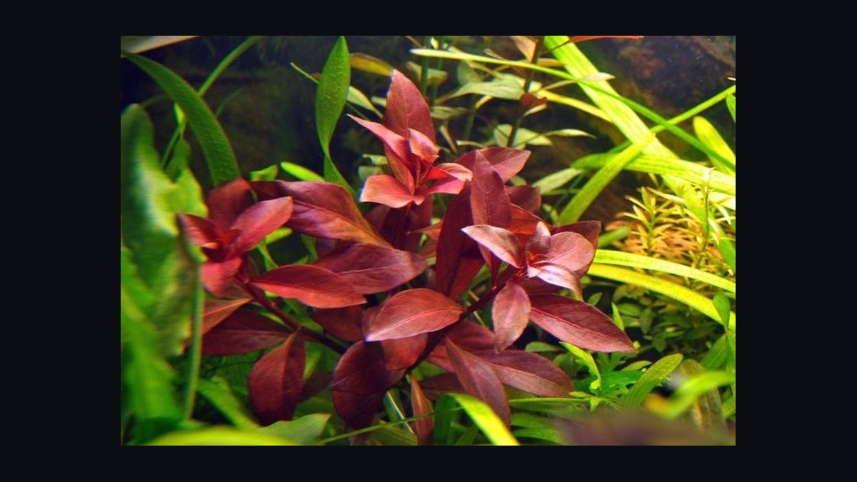 Top 10 red aquarium plants 2027