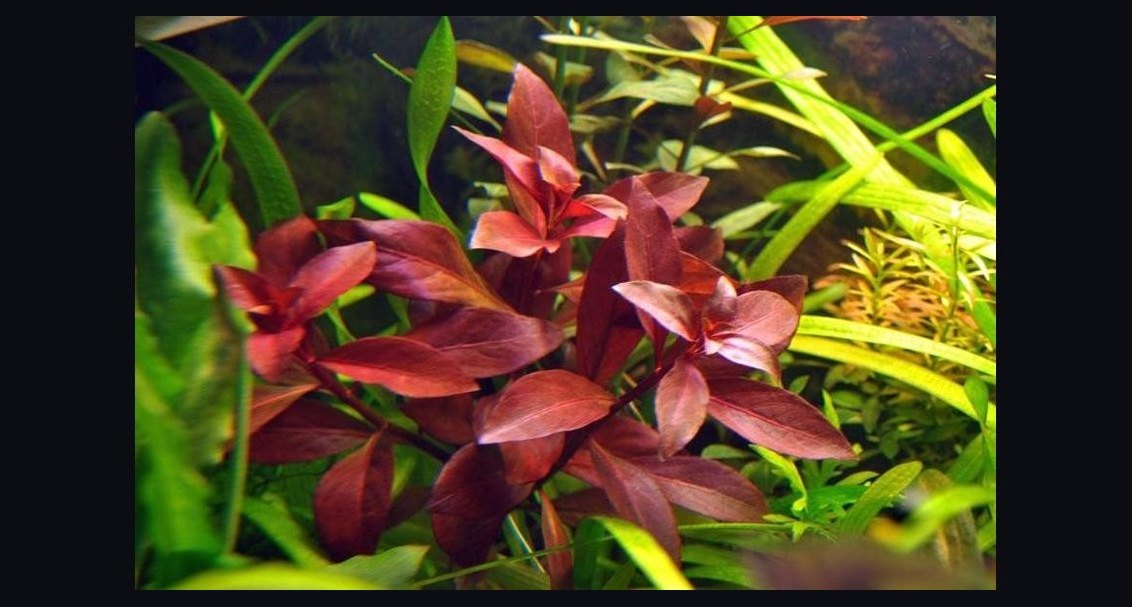 Top 10 red aquarium plants 2027