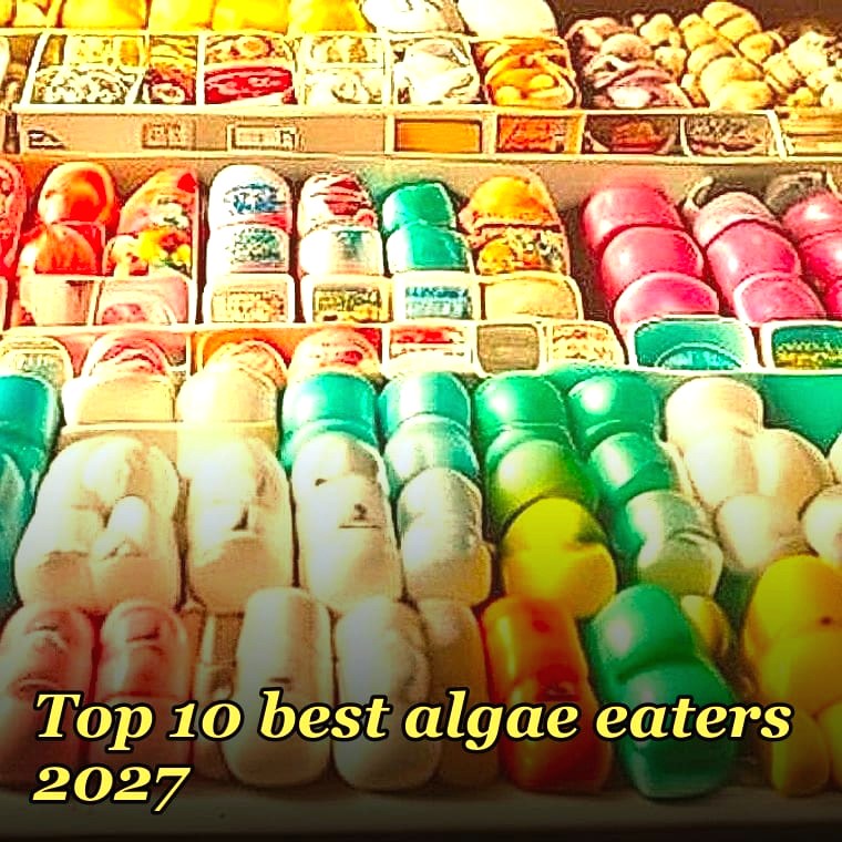 Top 10 best algae eaters 2027