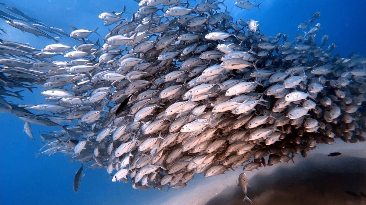 Top 10 best schooling fish 2027 — figure 1