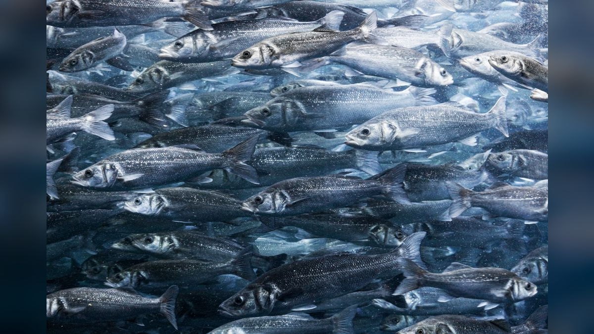 Top 10 best schooling fish 2027 — figure 2