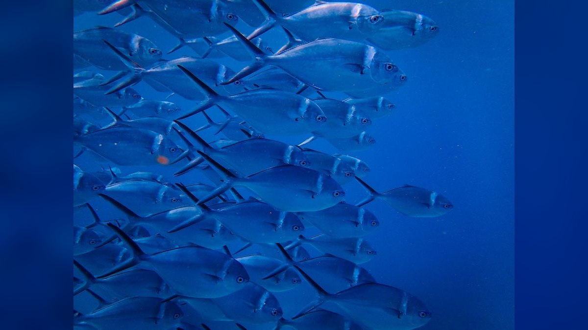 Top 10 best schooling fish 2027 — figure 3