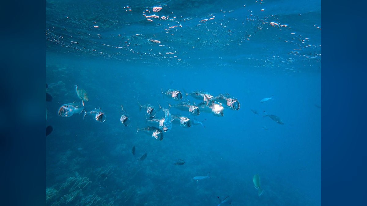 Top 10 best schooling fish 2027 — figure 4