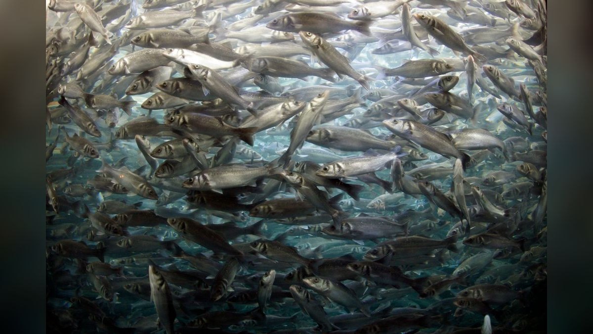 Top 10 best schooling fish 2027 — figure 5