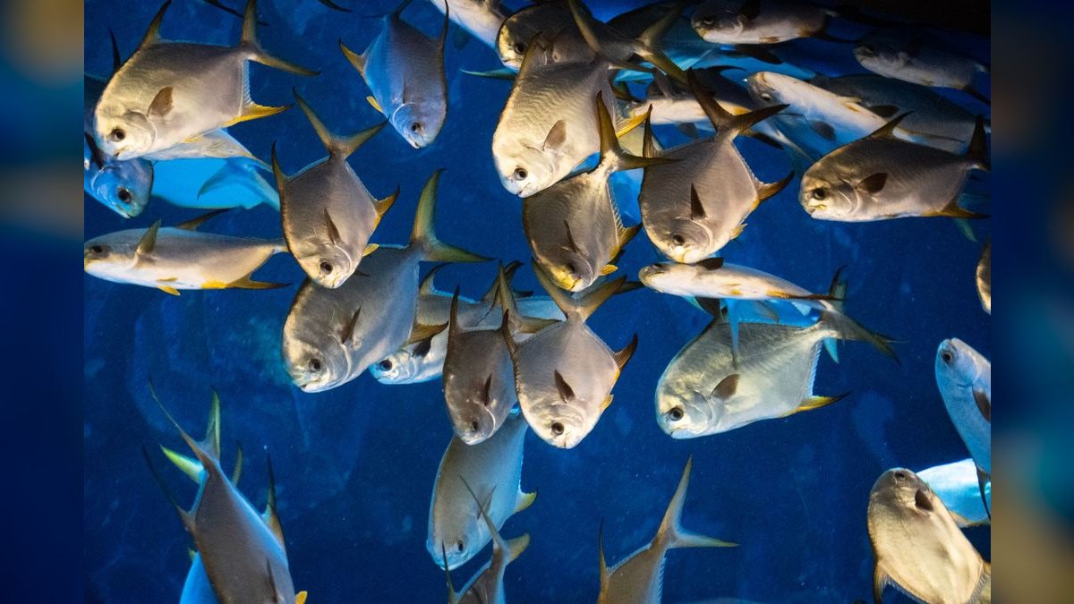 Top 10 best schooling fish 2027 — figure 6