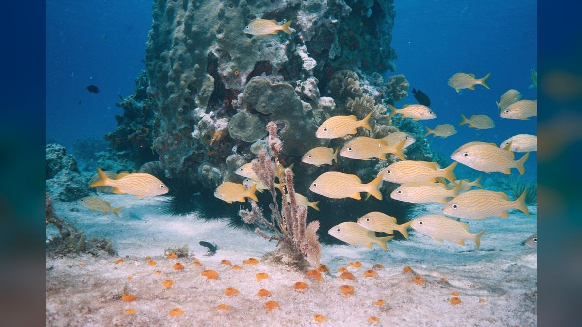 Top 10 best schooling fish 2027