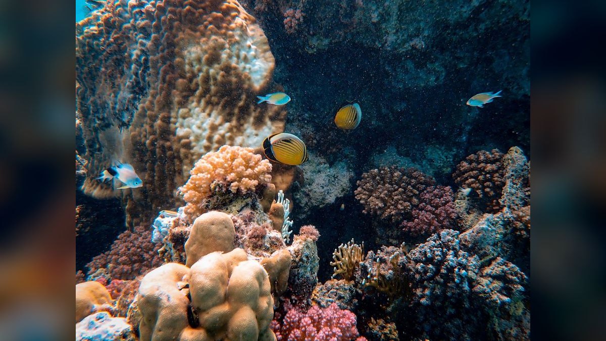 Top 10 colorful tropical fish 2027 — figure 4