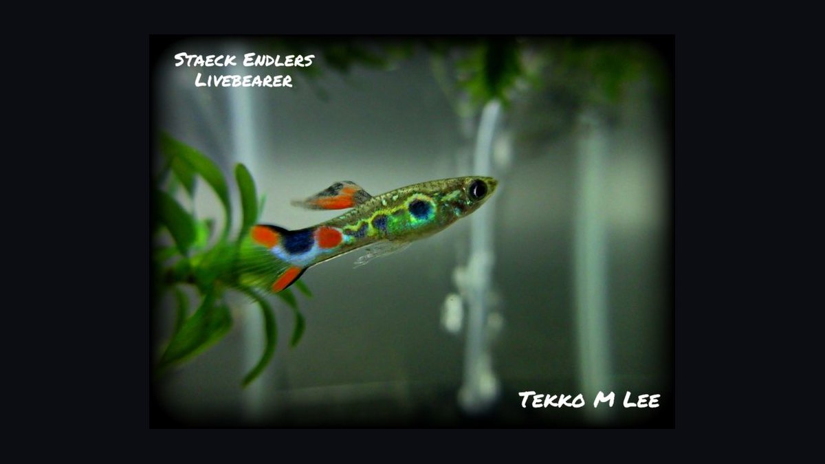 Top 10 aquarium fish for beginners 2027 — figure 10