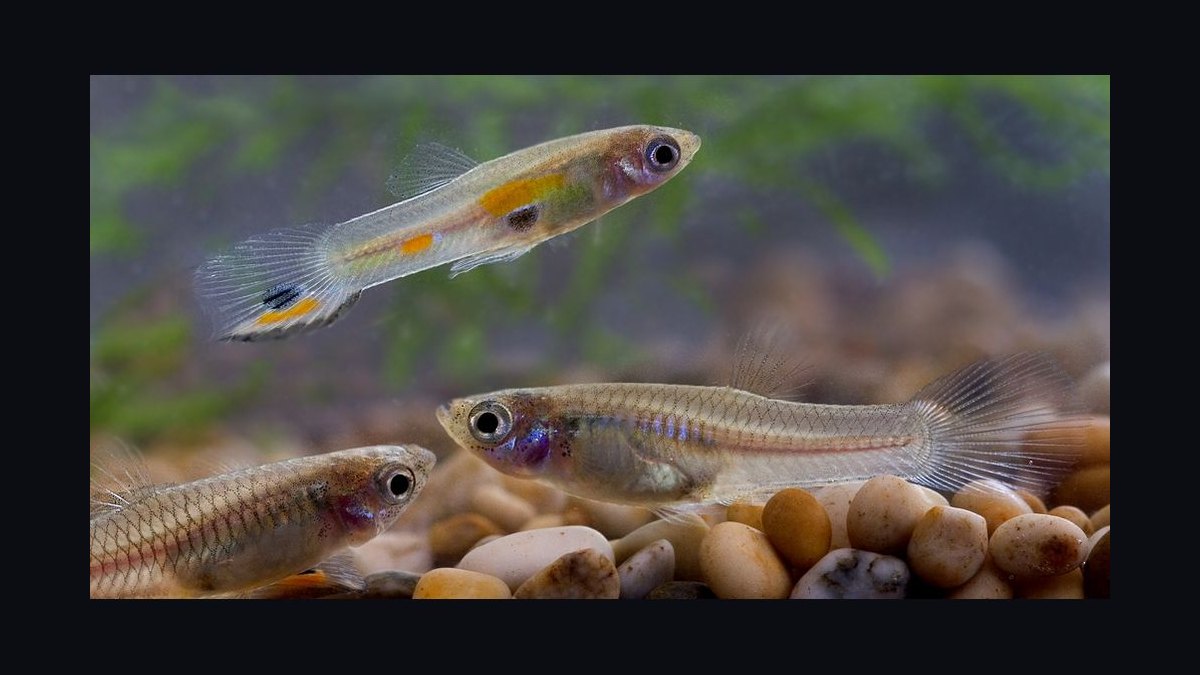 Top 10 aquarium fish for beginners 2027 — figure 2