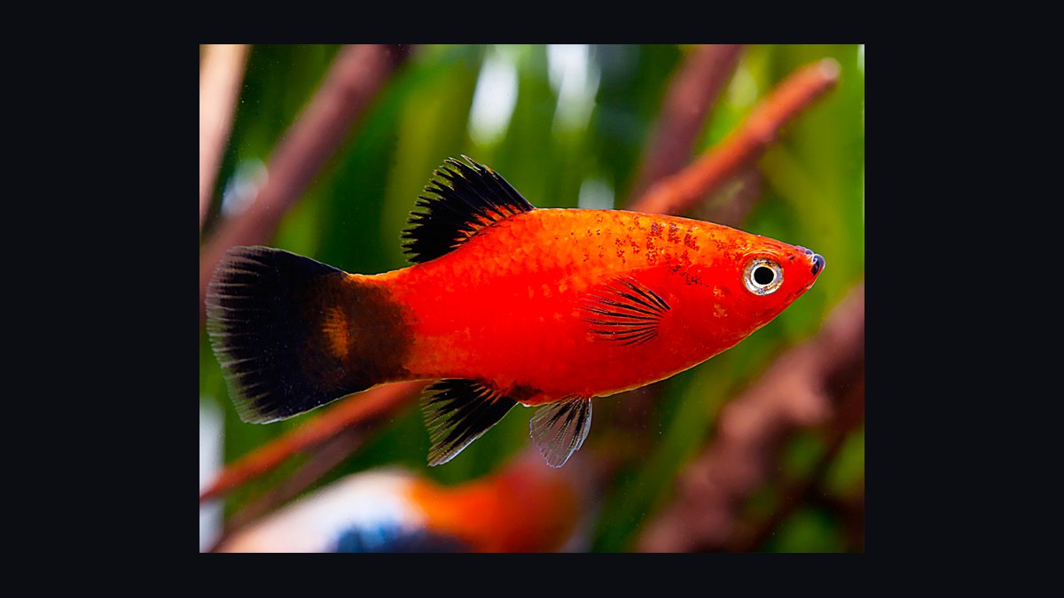 Top 10 aquarium fish for beginners 2027 — figure 3