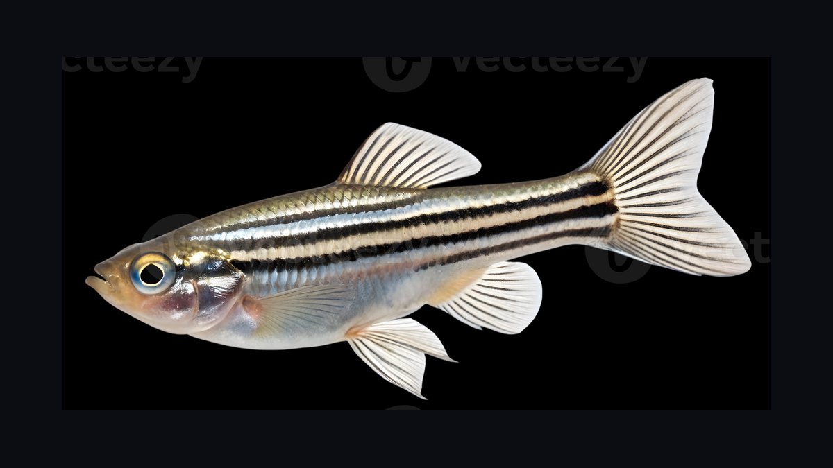 Top 10 aquarium fish for beginners 2027 — figure 4