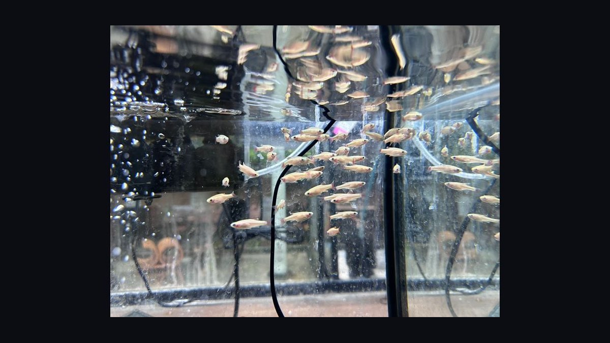 Top 10 aquarium fish for beginners 2027 — figure 5