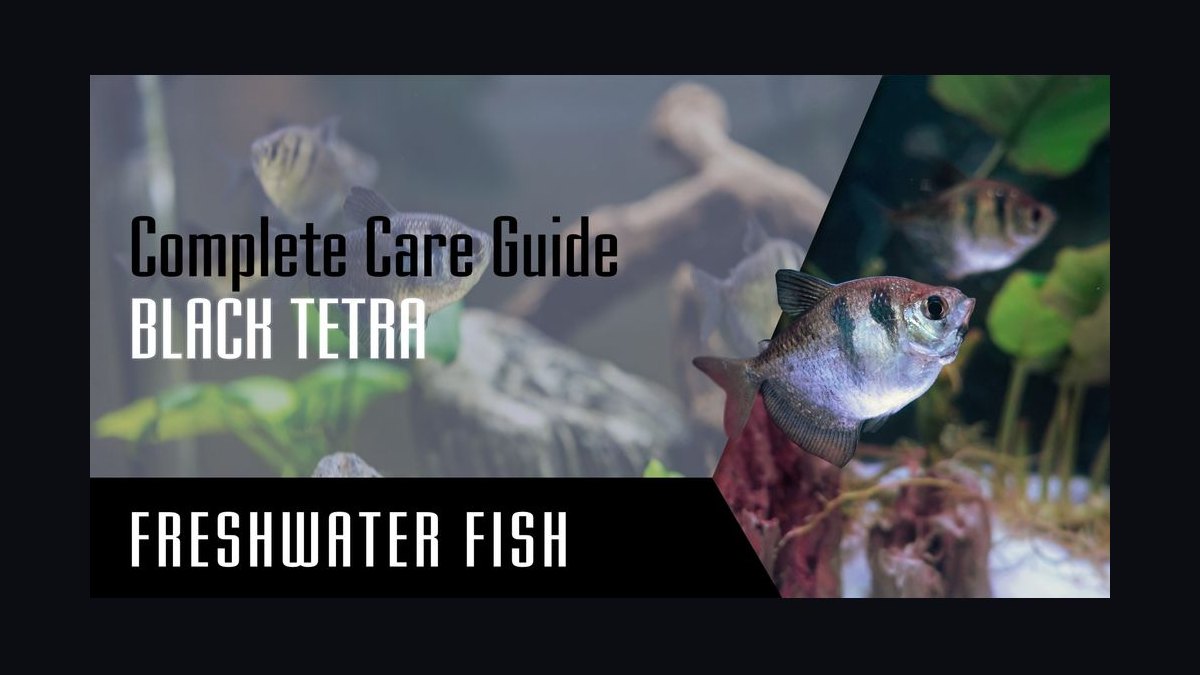 Top 10 aquarium fish for beginners 2027 — figure 6