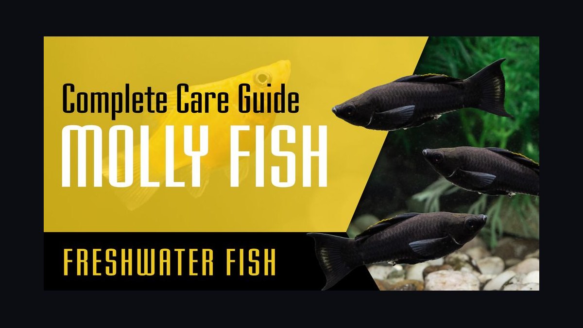 Top 10 aquarium fish for beginners 2027 — figure 7