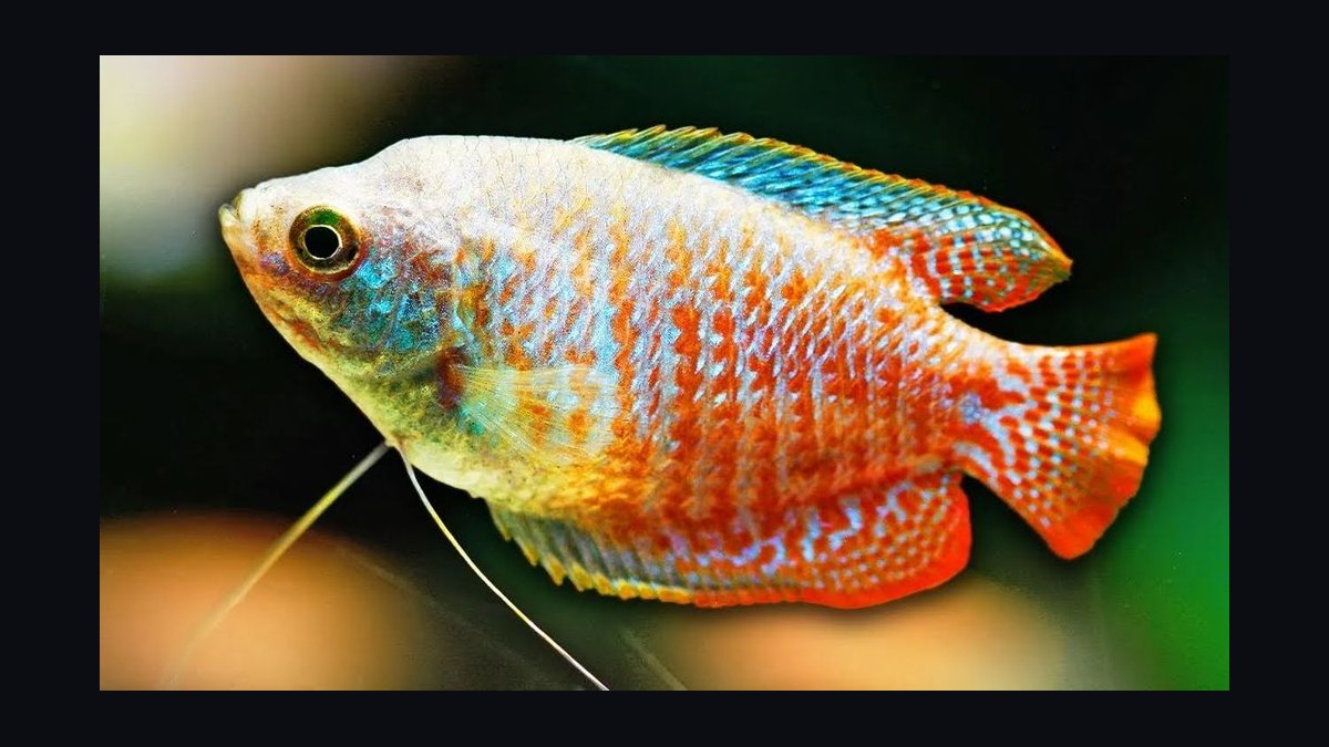 Top 10 aquarium fish for beginners 2027 — figure 8